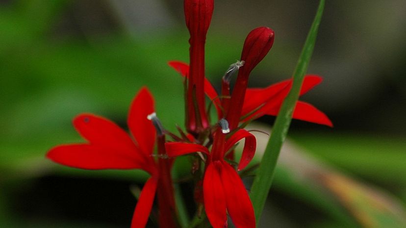 Cardinal Flower