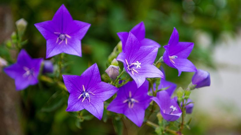 Balloon Flower