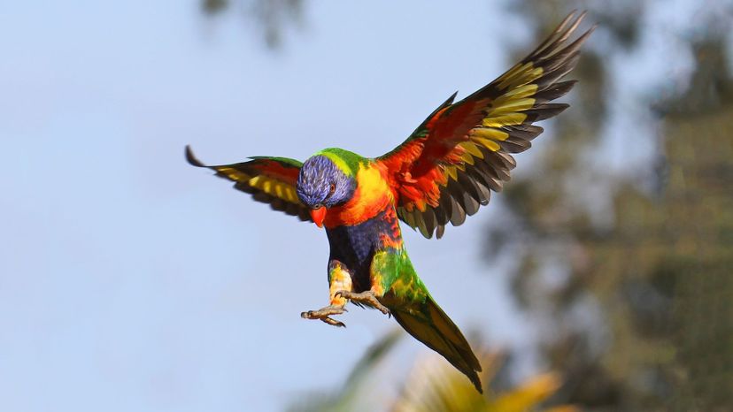 Rainbow Lorikeet