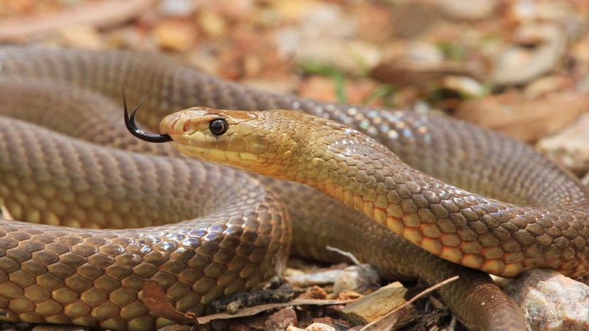 Western Brown Snake