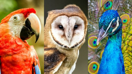 Which Bird Is Your Spirit Animal?