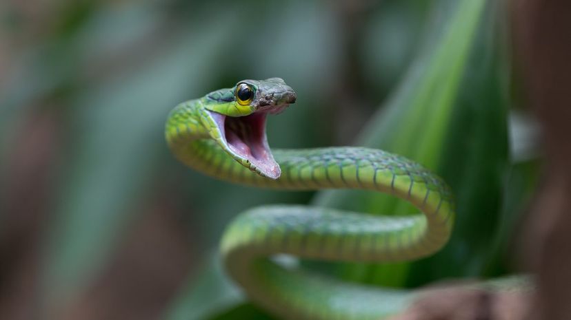 Which Venomous Snake Will Your Ex Be Reincarnated As?