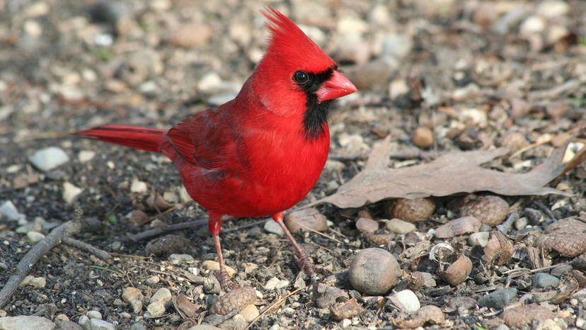Cardinal- Indiana