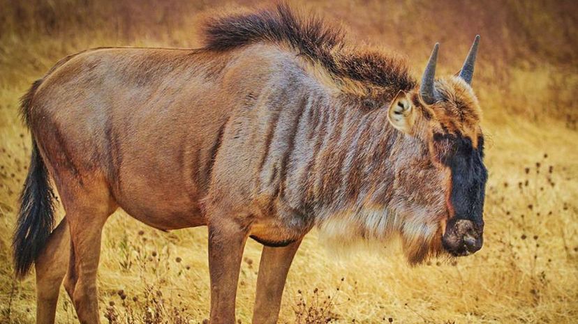 Gnu Wildebeest