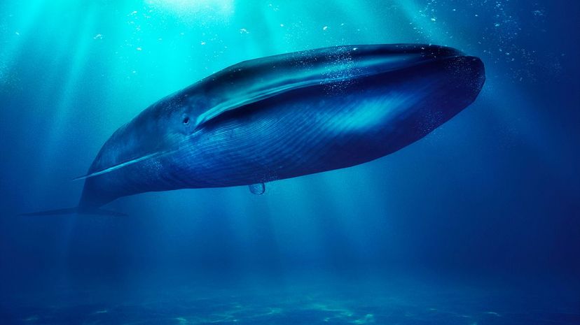 Blue whale