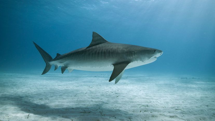 tiger shark