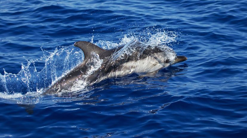 Striped Dolphin