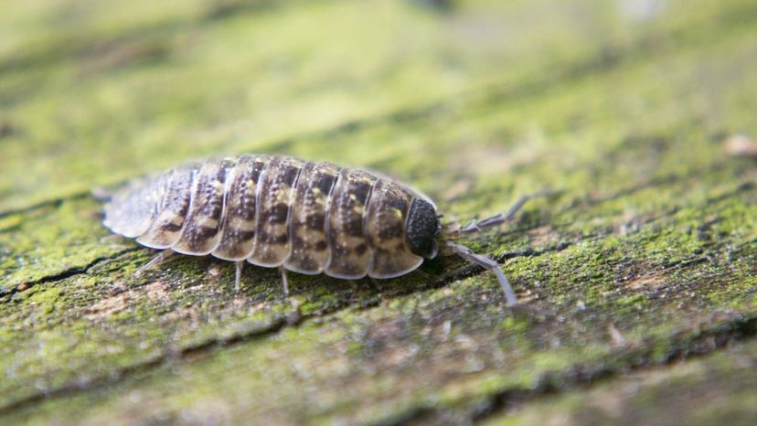 Pillbug