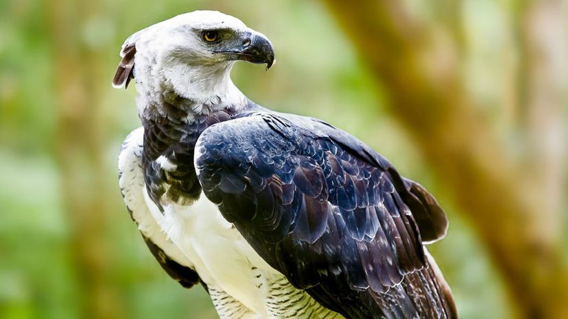 Harpy Eagle