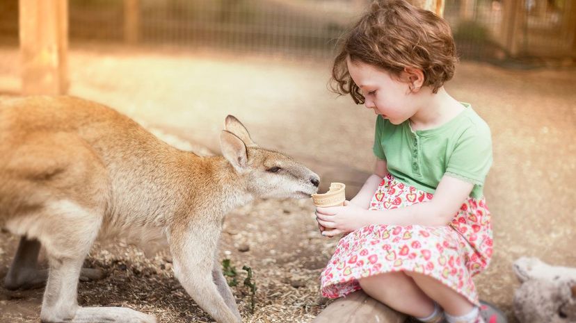 Can You Complete These Australian Nursery Rhymes?