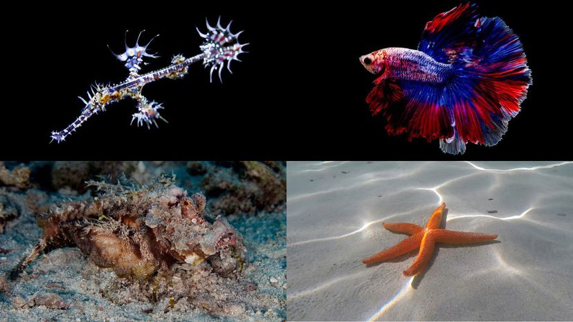 spiny devil fish, starfish, pipefish, Siamese fighting fish
