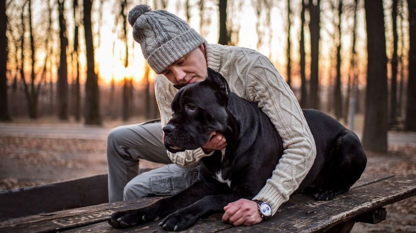 17 cane corso