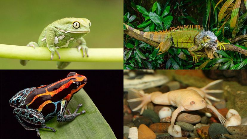 Hylindae, poison dart frog, xenopus, iguana