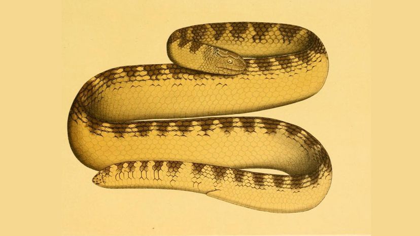 Spine-tailed Sea Snake