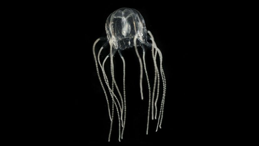 irukandji jellyfish