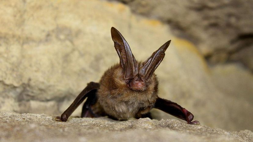 Virginia Big Eared Bat