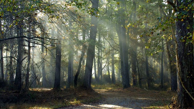12 walk in woods