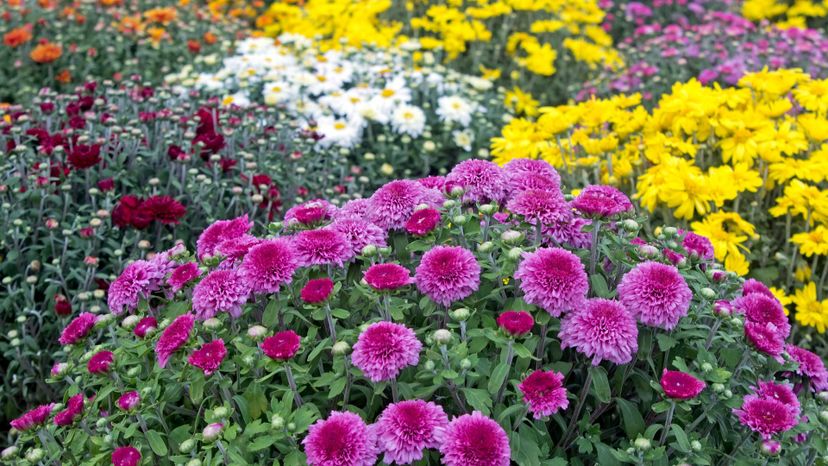 Garden mums