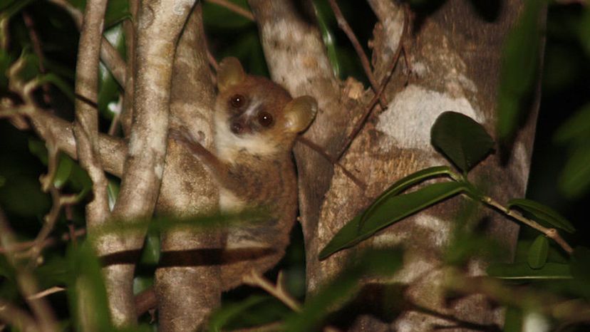 Gray_mouse_lemur