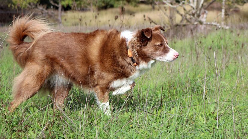 Border Collie