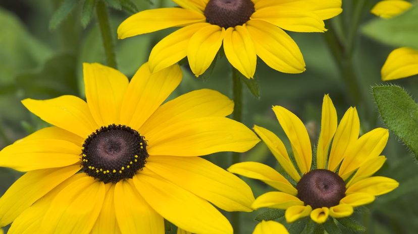 Black-eyed Susan