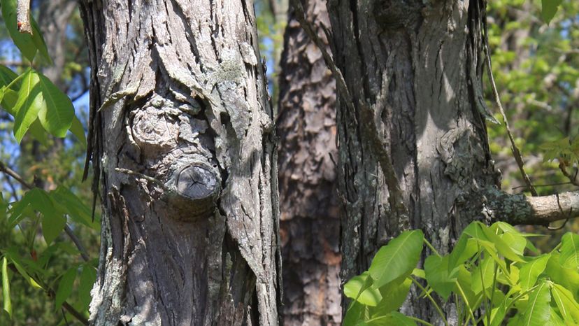 Shagbark Hickory