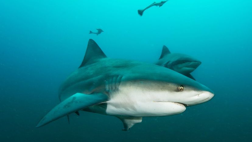 Bull Shark