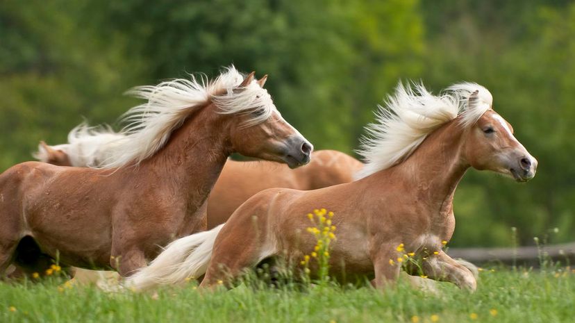 Haflinger