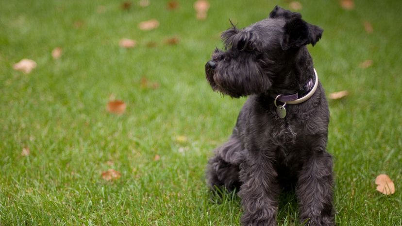 38 miniature schnauzer