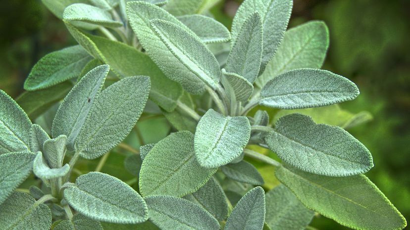 Sage Leaves