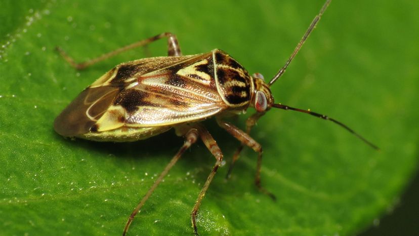 Tarnished Plant Bug