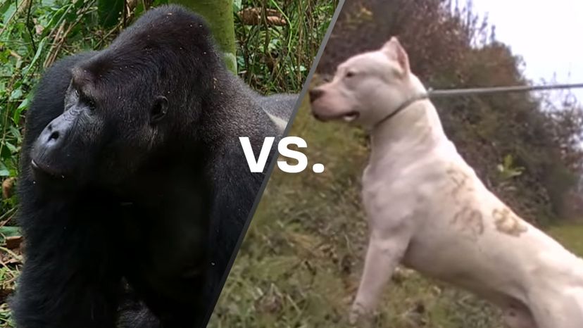 Gorilla vs Dog
