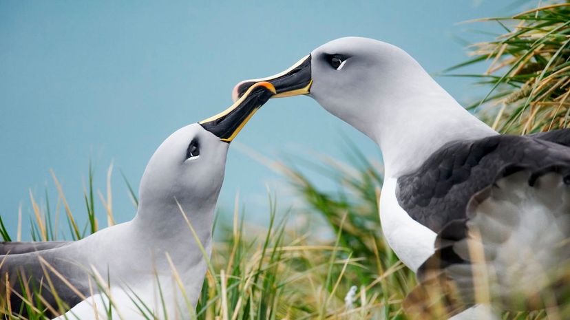 Grey-headed albatross