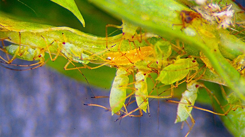 Aphid Midge