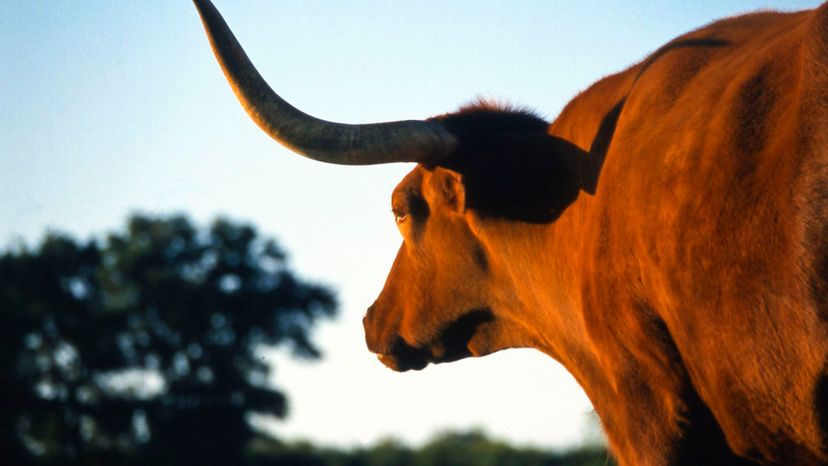 The Texas Slang Quiz