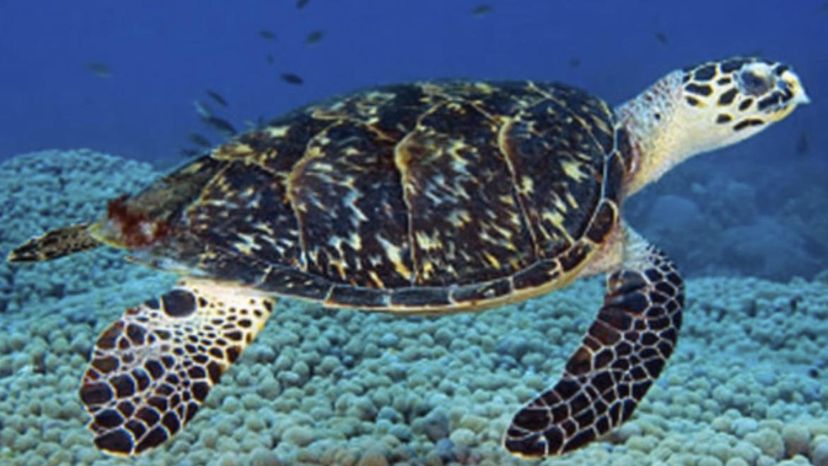 Glowing sea turtle