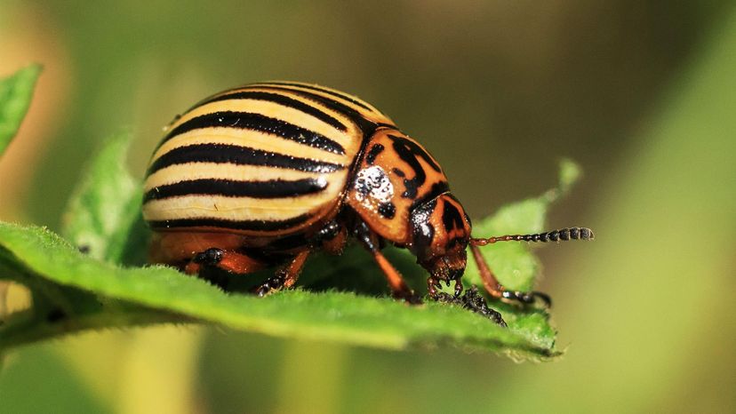 Colorado Potato Beetle