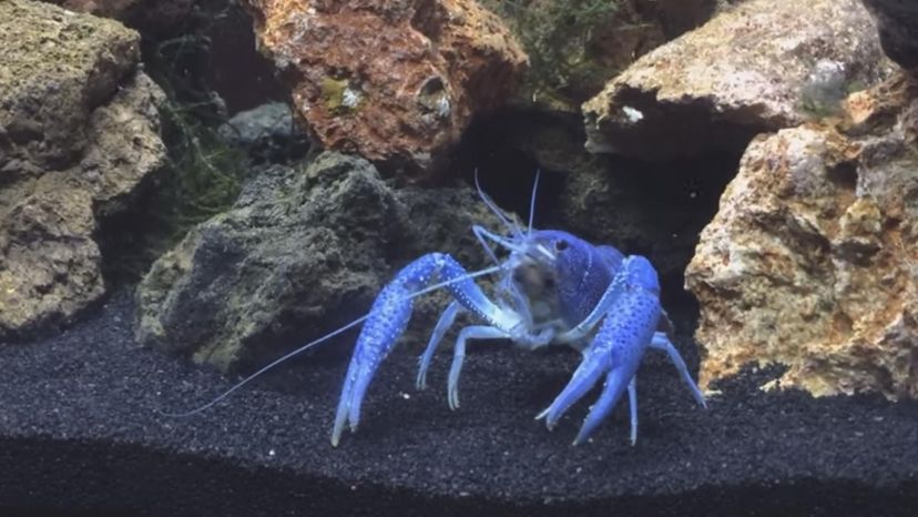 Electric Blue Lobster