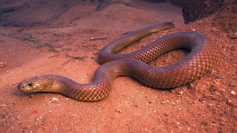 Mulga snake