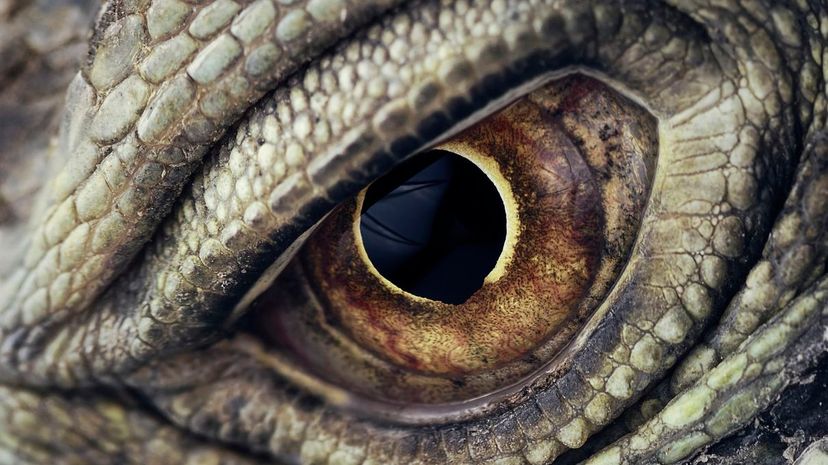 Dragon Reptile eye