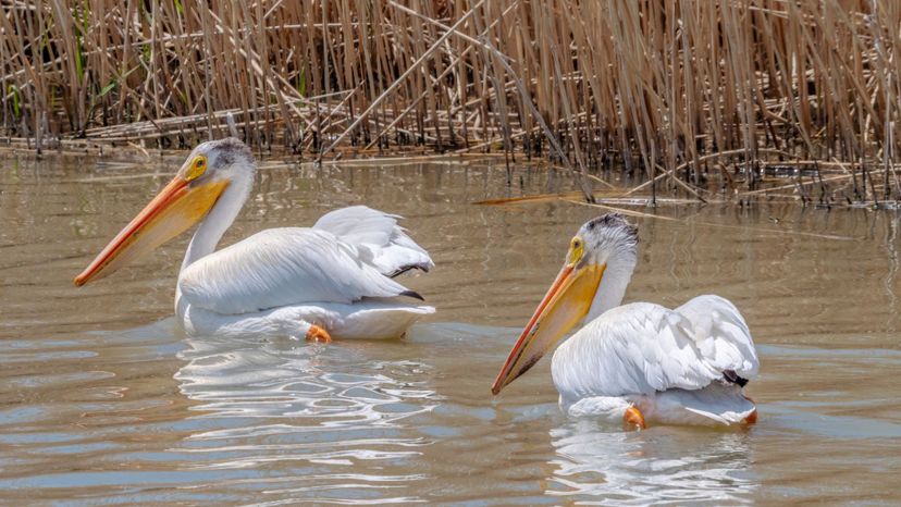 American white pelican