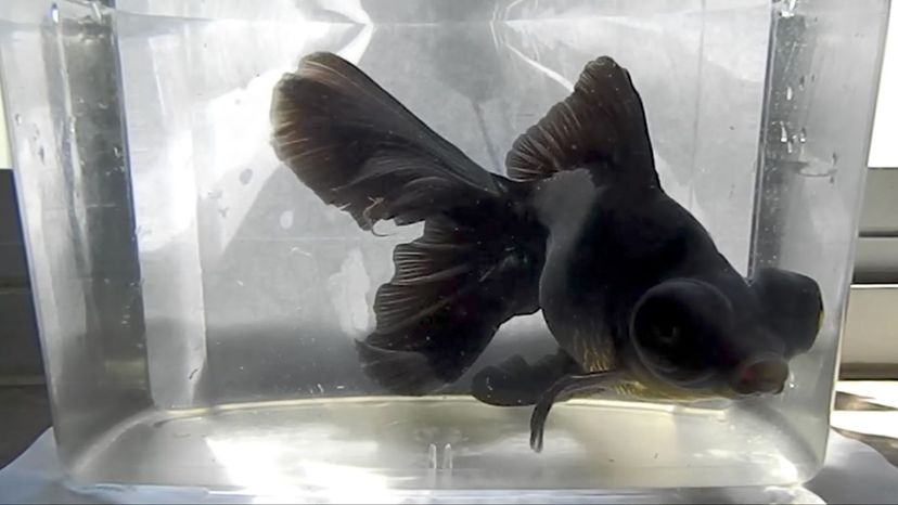 Black Telescope Goldfish