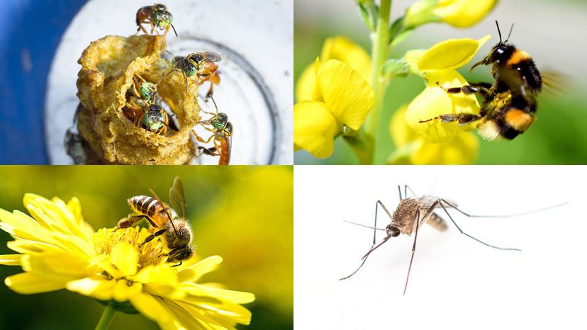 apidae, bumblebee, honey bee, mosquito