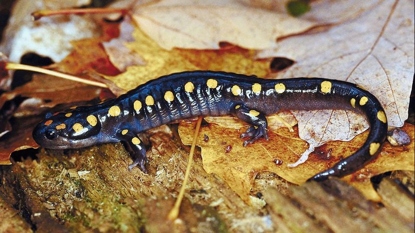 26 spotted salamander