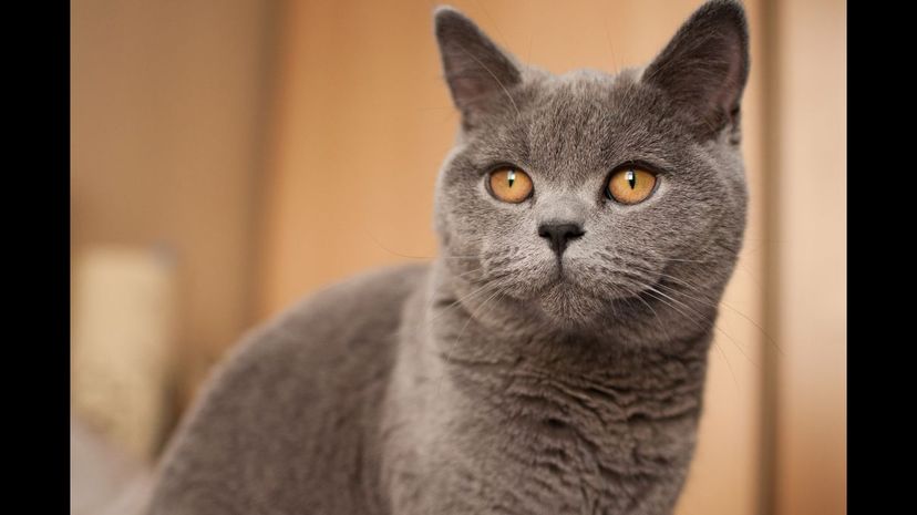 British Shorthair