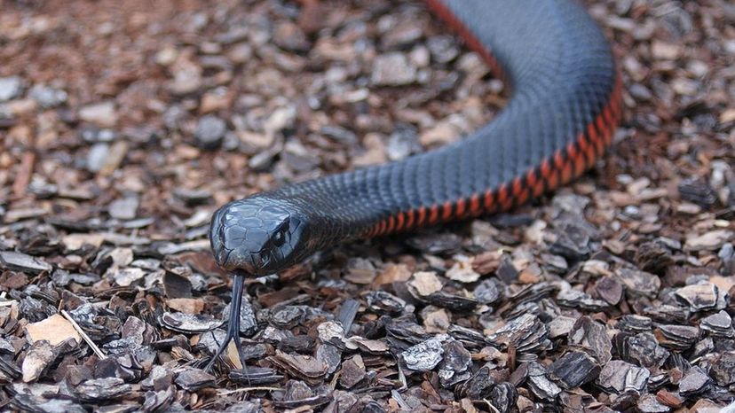 Red-Bellied Black Snake