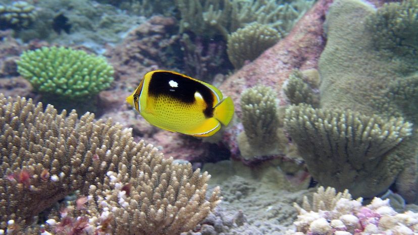 Butterfly fish