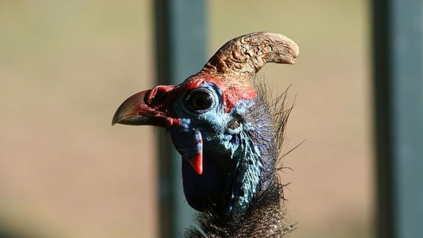 Guinea_Fowl_Head