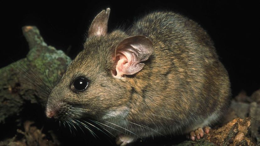 Woodrat