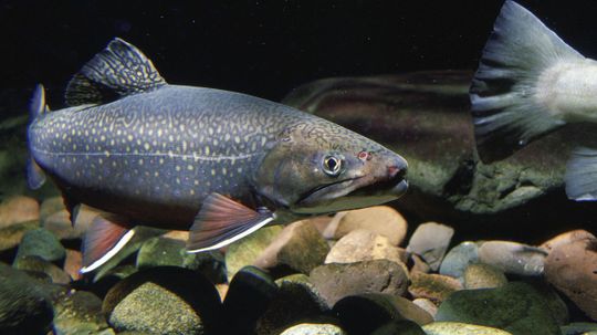 Can You Identify These Canadian Freshwater Fish From an Image?